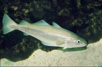 Quel est le nom de ce poisson ?