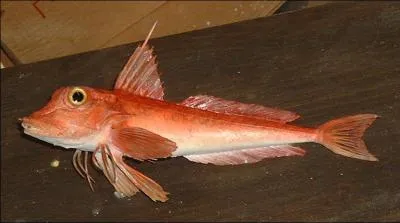Quel est le nom de ce poisson ?