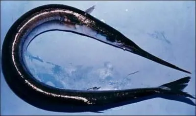 Quel est le nom de ce poisson ?