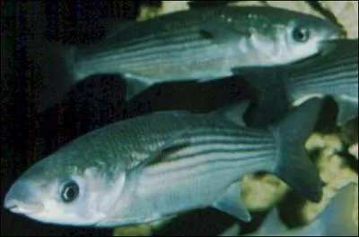 Quel est le nom de ce poisson ?