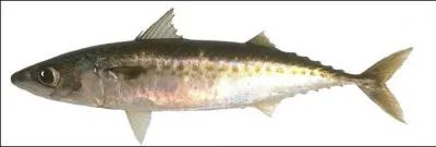 Quel est ce poisson ?