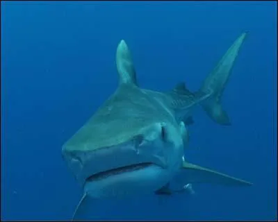 Quel est ce poisson ?