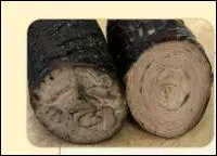 D'o provient cette andouille, bien particulire ?