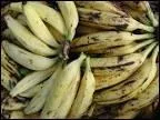 Il existe des bananes  cuire, dites bananes plantains, utilises vertes pour les beignets, les gratins, les colombos.