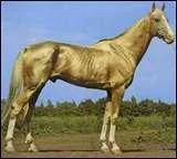 Quelle est cette race de cheval ?