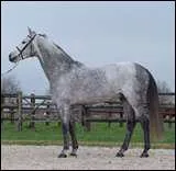 Quelle est cette race de cheval ?