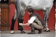 Quiz Chevaux