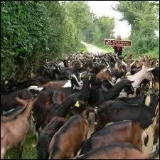 Premier département français producteur de lait de chèvre , on y fabrique un fromage typique , le