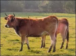 Parthenay , berceau de la race bovine parthenaise réputée pour ... .