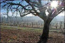 En Gâtine; le verger est roi, et la variété typique de la région est ...