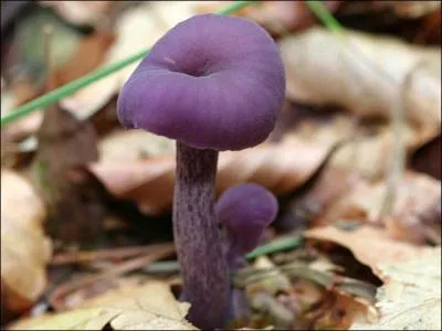 Quel est ce champignon ?