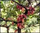 Le cacaoyer tait cultiv par les Mayas et les Aztques.