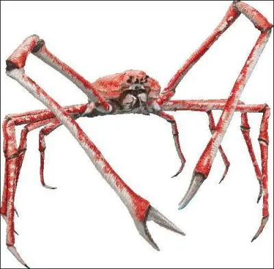 Quel est ce crustac ?