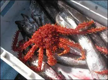 Quel est ce crustac ?