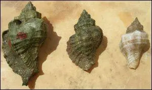 Quel est ce crustac ?