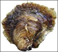 Quel est ce crustac ?