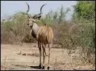 Dans les parcs animaliers du nord du pays, on peut photographier le koudou, qui est une sorte...