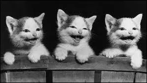 Si vous avez des occupations bien plus importantes que ce qu'on vous demande, vous rpondrez :