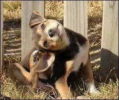 Qu'a ce chien qui pique son oreille ?