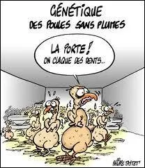 Si les poules claquent des dents :