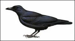 Si vous restez le nez en l'air,  ne rien faire, que dira-t-on de vous ?