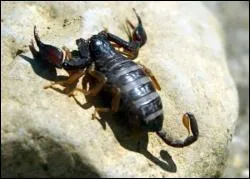 Combien de paires de pattes possde un scorpion ?