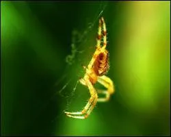 On distingue l'araigne des insectes par son nombre de pattes ... Quel est-il ?