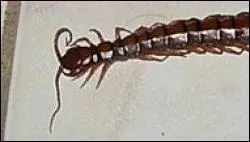 La scolopendre est un centipde, ce qui signifie qu'elle a cent pattes... Mais quel est leur vritable nombre ?