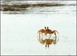 Tout comme le homard, le crabe est un crustac  ...