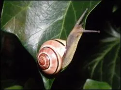 Combien de 'pattes' servent  l'escargot pour marcher ?