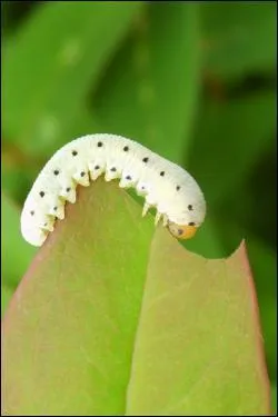 Combien de paires de pattes la chenille possde-t-elle ?