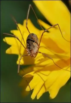 Le faucheux est souvent confondu avec l'araigne ; combien possde-t-il de pattes ?