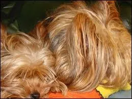 Quelle expression quivaut  'Oeil pour oeil, dent pour dent' ?