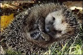 A qui dit-on qu'il a un hrisson dans la poche ?