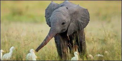 Comment s'appelle le petit de l'éléphant ?