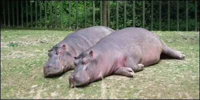 Où les hippopotames s'accouplent-ils ?