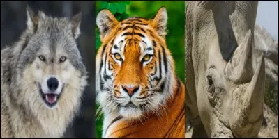 Lequel de ces animaux est herbivore ?