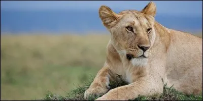 Comment appelle-t-on la femelle du lion ?