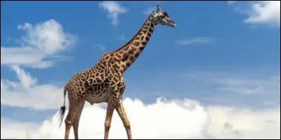 Que mange la girafe ?