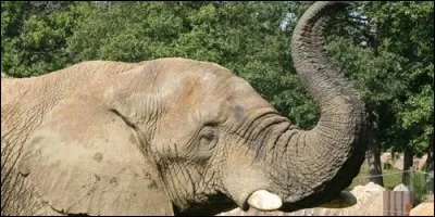 Comment appelle-t-on la partie du corps de l'éléphant qui lui permet d'aspirer ?