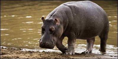 Combien de cornes possède l'hippopotame ?