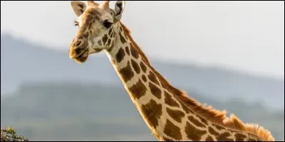 Le cou de la girafe a le même nombre de vertèbres que celui de l'homme.