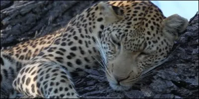 Lequel de ces animaux n'a pas de tâches ?