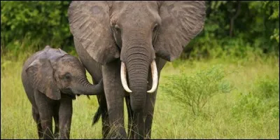Sur quel continent ne trouve-t-on pas d'éléphants ?
