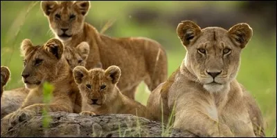 Chez les lions, qui chasse le plus souvent ?