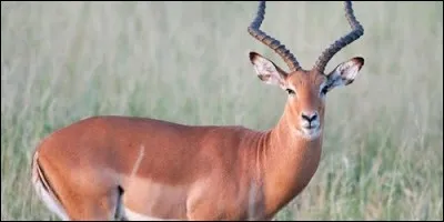 Comment s'appelle cet animal sauvage que l'on trouve principalement en Afrique ?