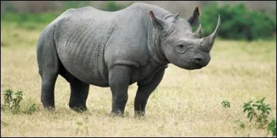 Que fait le rhinocéros ?