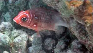 Quelle autre expression est synonyme de 'Nager entre deux eaux' ?