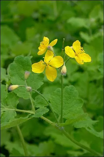 Je soigne les verrues. Qui suis-je ?