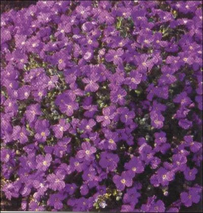 Je suis gnralement mauve. Qui suis-je ?